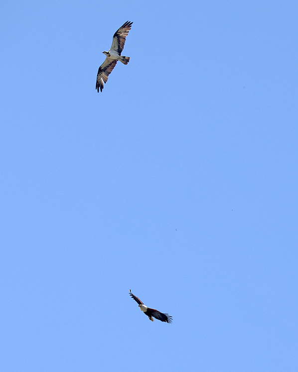 African Fish Eagle en Osprey